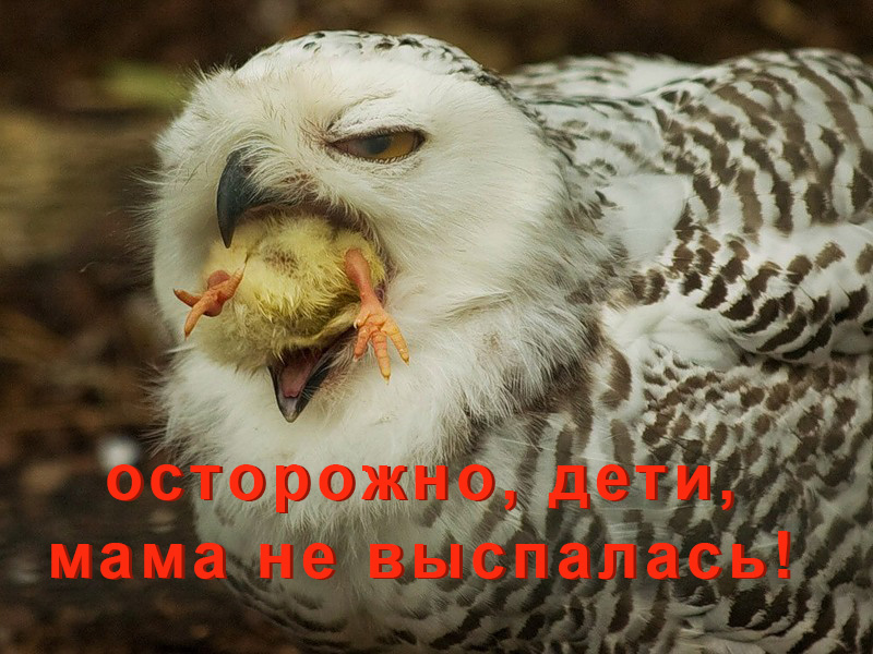 Утро туманное